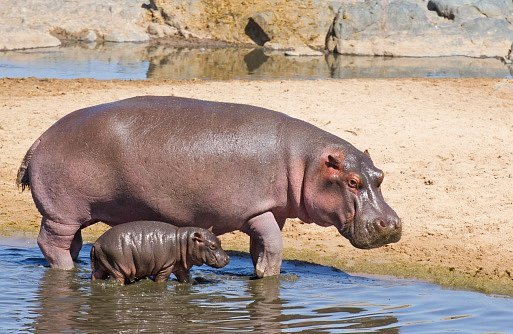 Novorozený hrošík váží mezi 25 a 50 kilogramy.