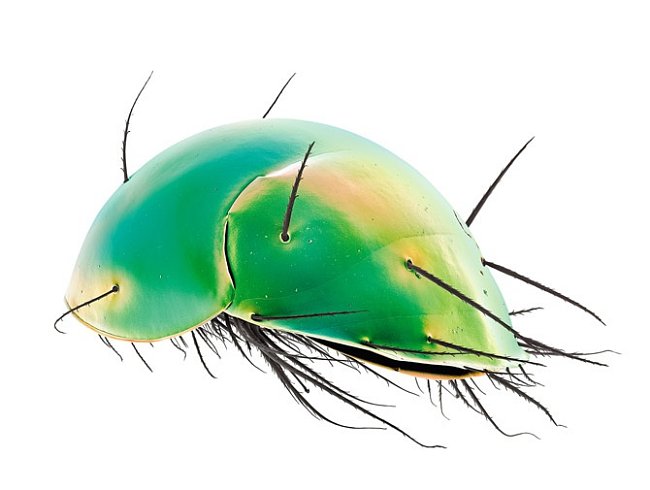 Silně obrnění roztoči z čeledi Scutacaridae využívají při hledání potravy k pohybu větší členovce (včetně jiných roztočů). Jakmile  se dostanou ke zdroji čerstvých hub a mikrobů, odpadnou. 