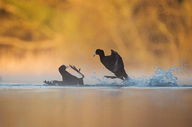 Na této vítězné fotografii v kategorii chování ptáků přelétají lysky černé (Fulica atra) nad vodou v anglickém hrabství Derbyshire.