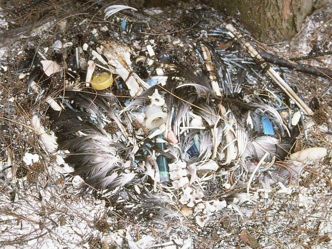 Není výjimkou, že se v žaludku mrtvých albatrosů objeví zubní kartáček, golfový míček nebo plastová hračka.