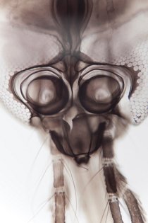 Hlava komára pod mikroskopem.