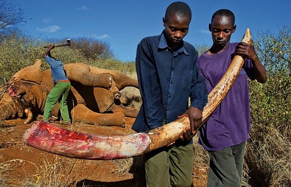 Krev a kly: jen vloni bylo zabito 25 000 slonů. EXKLUZIVNĚ PRO NG
