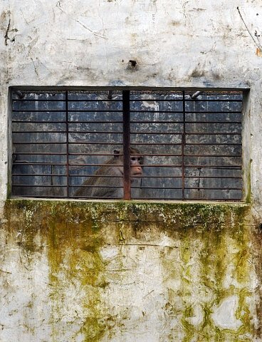 V této čínské farmě žije na 50 000 makaků, které rozhodně nečeká veselý život.