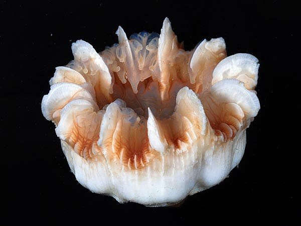 V hlubinách oceánů existují i korály,které žijí osaměle - nikoliv v koloniích. Například Stephanocyathus platypus. 