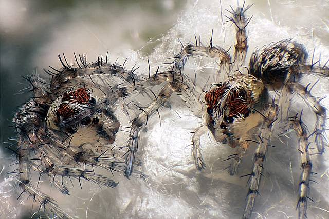 Pavouci z čeledi paslíďákovitých. FOTO: Walter Piorkowski