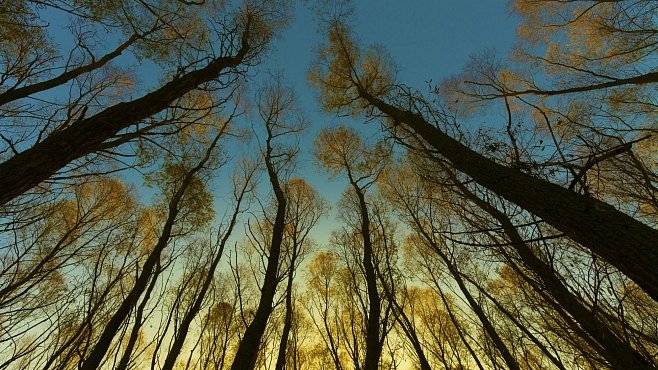 Největší živé organismy na světě začaly vymírat. Nejstarší a největší stromy mizí, tvrdí nová studie