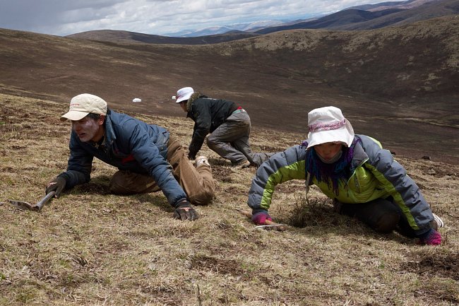 S tvářemi chráněnými před sluncem a nástroji na kopání v ruce mohou tibetské rodiny po celý den hledat housenky s houbovými vlákny zvané jarca günbu. Některé stonky trčí ze země sotva půl centimetru.