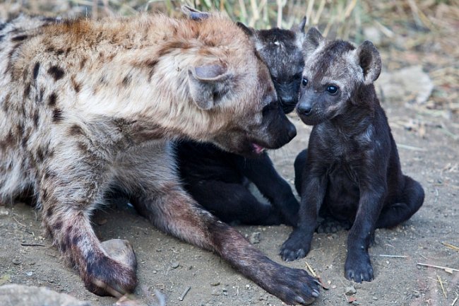 Hyena skvrnitá obvykle rodí 1 až 2 mláďata.