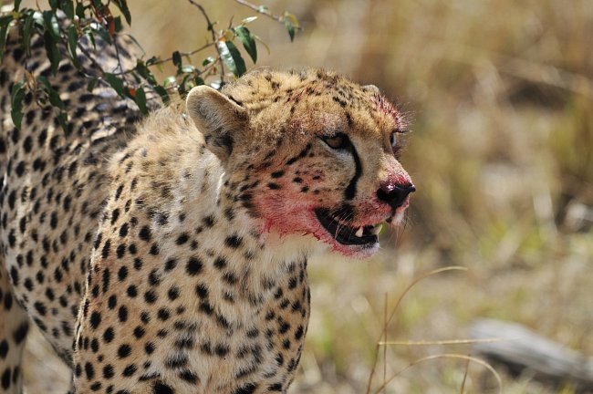 Gepard je nejrychlejší suchozemské zvíře na světě.