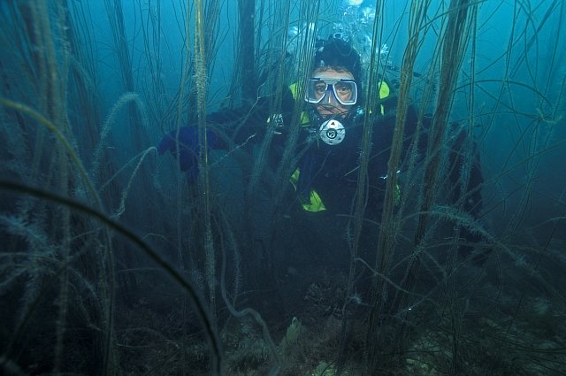 Potápěč se snaží proplout mezi hustou mořskou řasou (Chorda filum) rostoucí v obdivuhodném množství na útesu při pobřeží Walesu. 