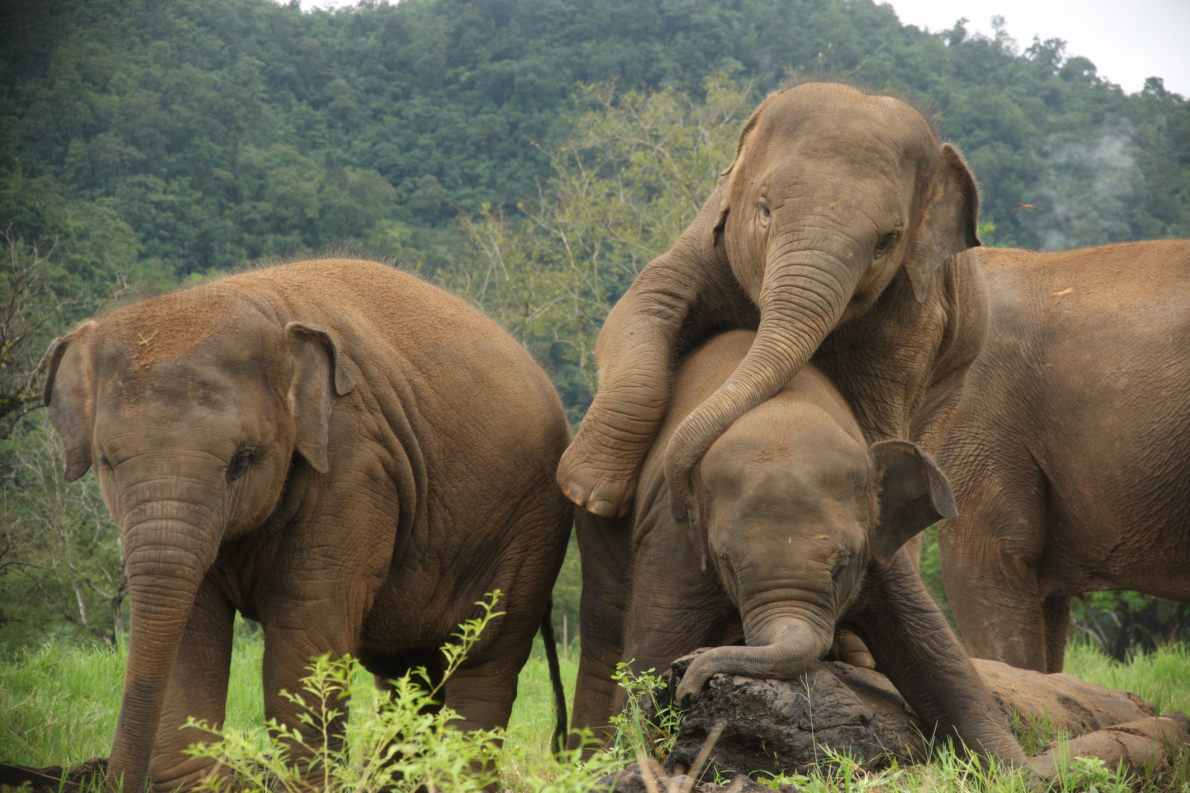 Slon indický původně obýval tropické deštěné lesy. Dnes patří mezi ohrožené  druhy. - National Geographic