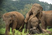 Slon indický původně obýval tropické deštěné lesy. Dnes patří mezi ohrožené druhy.