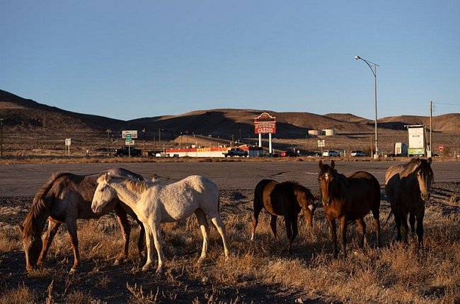 Skupina koní z otevřeného ranče prochází městečkem Silver Springs v Nevadě.