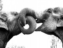 Sloní láska, nebo jen hra?