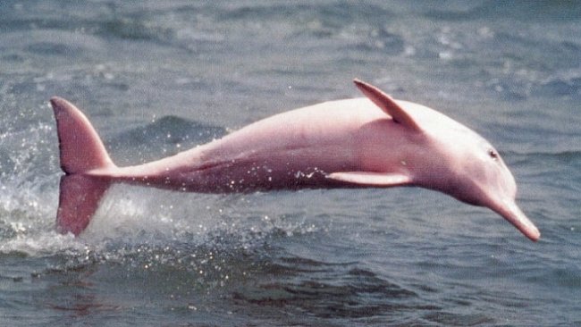 Amazonští růžoví delfíni budou v Bolívii chráněni. Už bylo načase