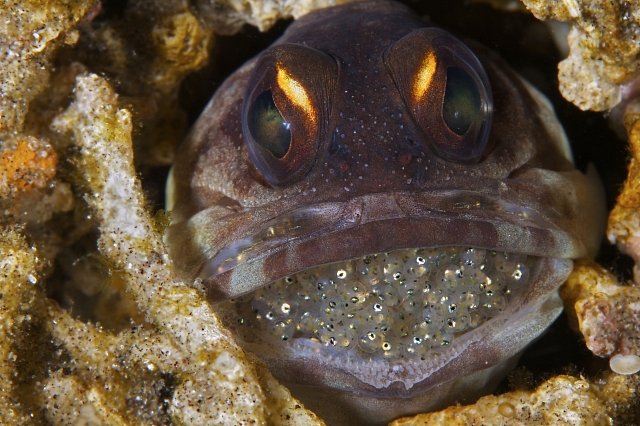 Ryba (z čeledi Opistognathidae - studnařovití) s plnou pusou vajíček.