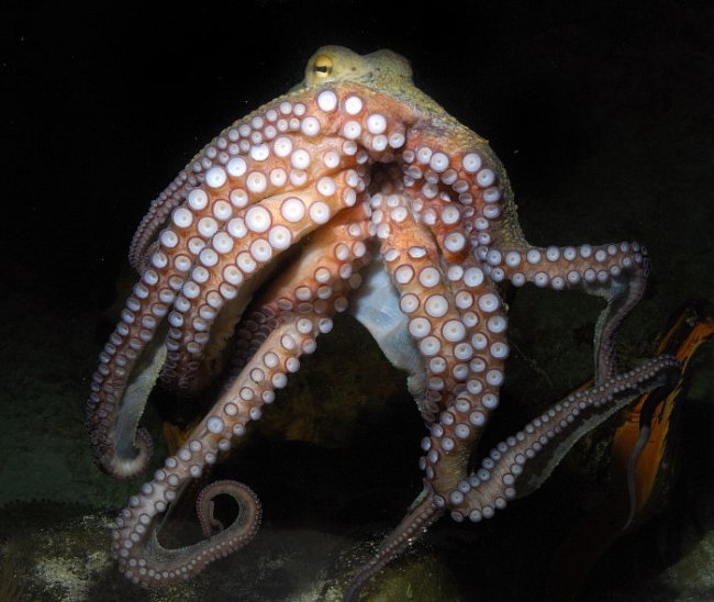 Pro samičku chobotnice je první milostná zkušenost zároveň labutí písní. Po páření naklade vajíčka do úkrytu na mořském dně a zůstává s nimi. Nepřetržitě je hlídá před predátory a neúnavně na ně střík