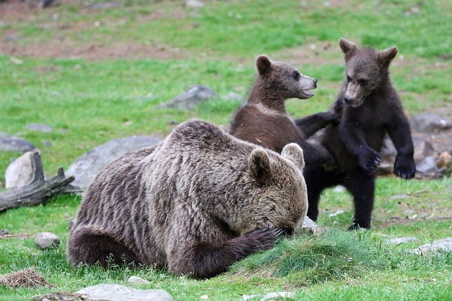 Jeden ze 40 finalistů v soutěži Comedy Wildlife Awards o nejvtipnější fotografii se zvířaty.