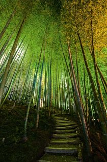 Klikatící se pěšinu u chrámu Kódajdži v Kjótu vroubí vysoké bambusové stvoly v barvě jadeitu.