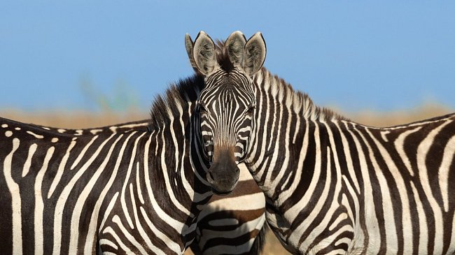 V keňské rezervaci Maasai Mara zachytil fotograf optickou iluzi v podobě dvou zeber s jednou hlavou.