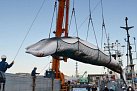 Plejtváci malí, například plejtvák zobrazený na této fotografii při vykládání v jednom japonském přístavu, se loví v rámci programu „lovu velryb pro vědecké účely“.
