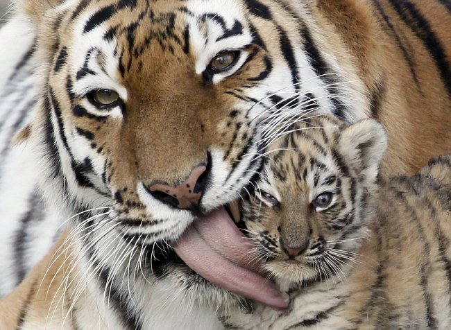 Tygřice pečuje o své 7týdenní mládě v zoo v Krasnojarsku. Tito tygří jsou extrémně ohroženi, na světě jich přežívá kolem 300 jedinců.