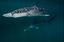 Block Island, Rhode Island: Žralok modrý