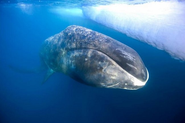 Velryba grónská, která žije ve studených severních vodách, se může dožít až 200 let. Chladné prostředí způsobuje nízkou teplotu těla, což znamená pomalý metabolismus, a tedy méně rizika poškození tkání.