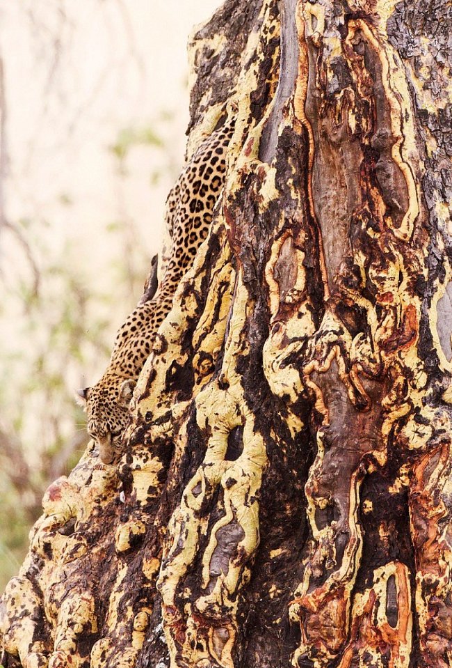 Levhart skvrnitý leze na do koruny stromů v jižní Africe.