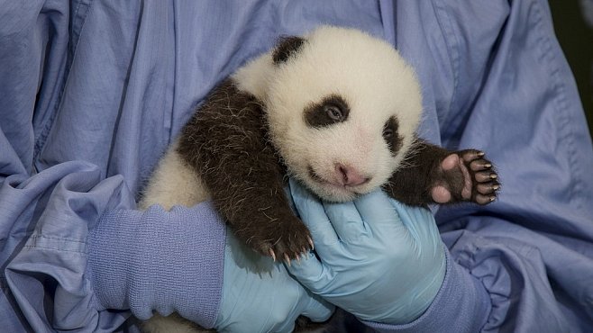 ONLINE: Sledujte novorozenou pandu. Má jen týden