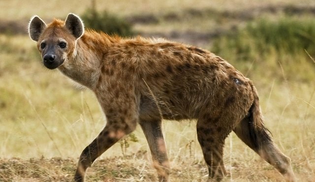 OBRAZEM: Ráj šelem v Africe. Kdo patří do velké pětky?