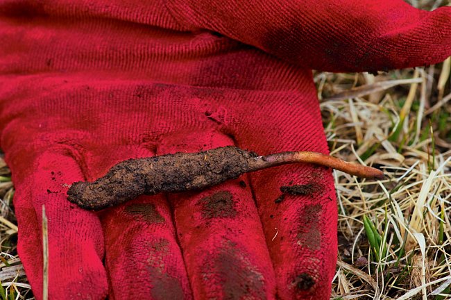 Jarca günbu je kombinací larvy můry a parazitující houby. O vysoce ceněných „červech“, jak se infikovaným larvám říká, se věří, že vyléčí vše od ztráty vlasů po žloutenku.