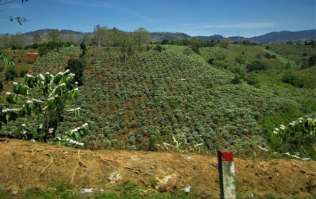 Kávové plantáže na vietnamské Centrální vysočině.