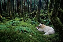 Bílý medvěd  (Britská Kolumbie)
