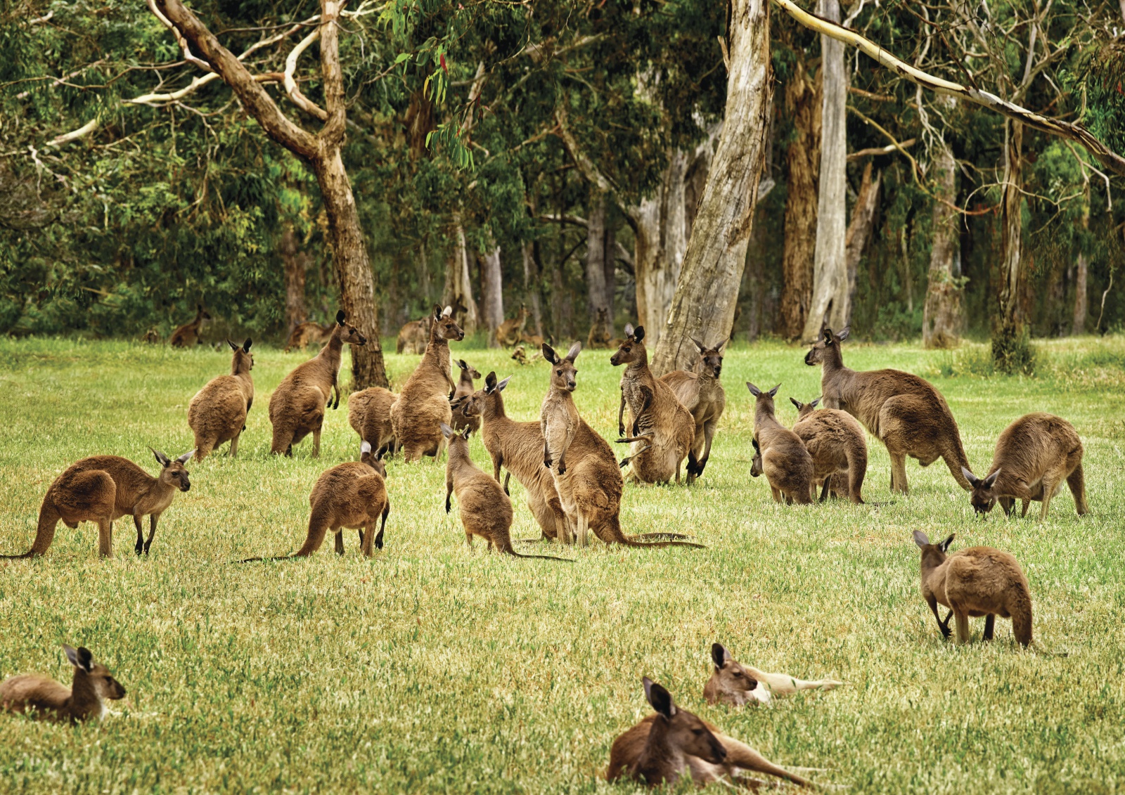 Австралия объекты живой. Австралия сафари парк. Кенгуру в Австралии. Австралия кенгуру стая. Австралия Саванна с кенгуру.