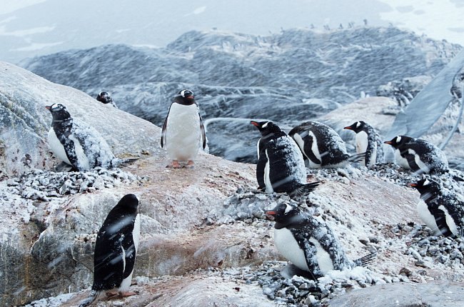 Na Antarktidě žije 8 druhů túčňáků. 