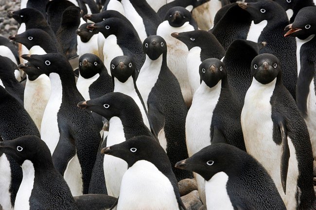 Kromě kolonie tučňáků kroužkových objevili vědci také zhruba 100 hnízd tučňáků oslích a 27 hníz tučňáků uzdičkových.