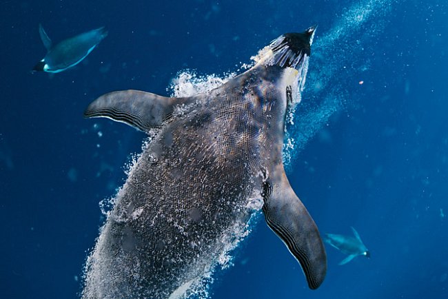 Když tučňák císařský plave ve vodě, je zpomalován třením svého těla a vody, a udržuje tak maximální rychlost zhruba mezi 1,2 až 2,7 metru za sekundu.