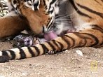 Porod tygřete - vteřina po vteřině