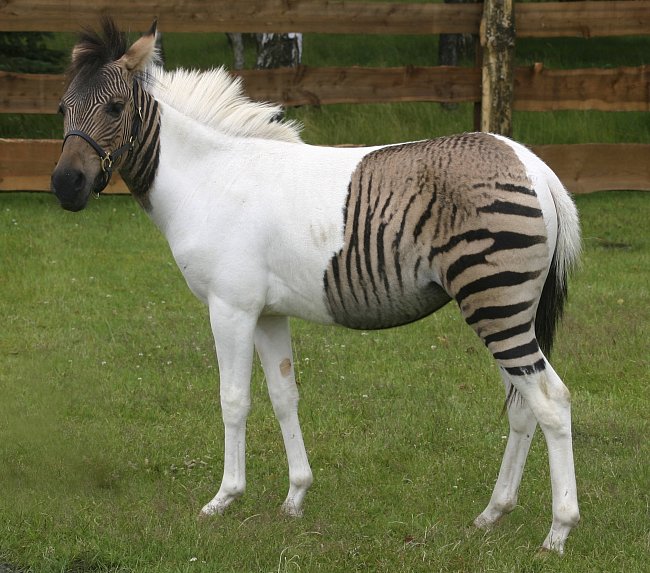 Kříženec zebry a koně (angl. zorse ze slov zebra a horse) jménem Eclyse  se narodila v zoo Holte-Stukenbrock v západním Německu. Hříbě se narodilo omylem, když jeho matka-zebra 