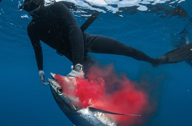 Malé pobřežní chráněné oblasti, zejména je-li v nich povolen rybolov, nemají podstatný význam pro mořské živočichy pohybující se na rozsáhlém území, například pro tuňáky (vuňák zasažený harpunou u Aliwal Shoal), některé žraloky a mnoho savců a ptáků.