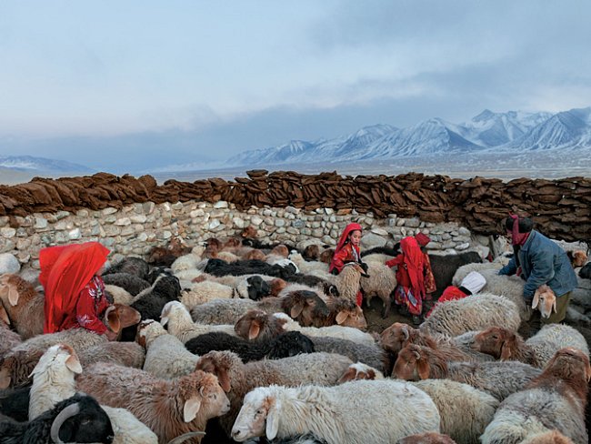 Kyrgyzské dívky v červeném oblečení shánějí před dojením ovce do ohrady.