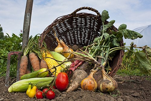 Polyversum Biogarden nemá žádnou ochrannou lhůtu, což znamená, že kdykoli po aplikaci postřiku lze plody sklízet a po opláchnutí je ihned konzumovat.