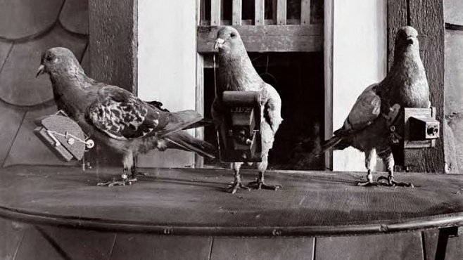 Takhle fotili holubi. Už před 104 lety
