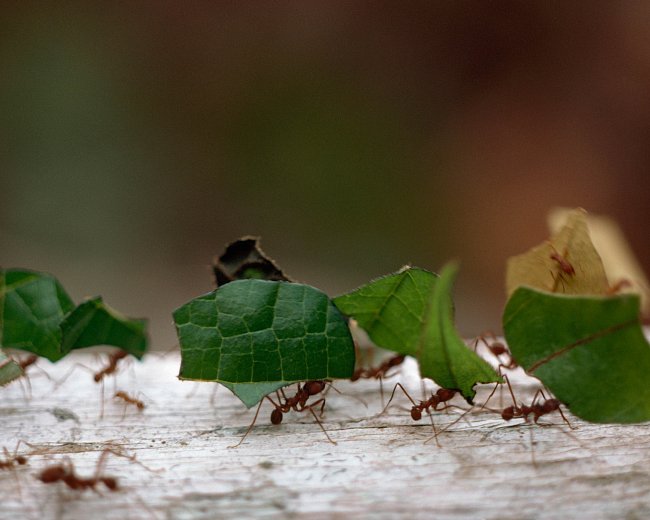 Mravenci si nesou potravu do svého domova.