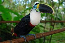Na světě najdeme 37 druhů tukanů a všechny žijí v Amazonii. Patří k ptákům s nejpozoruhodnějším vzhledem. 