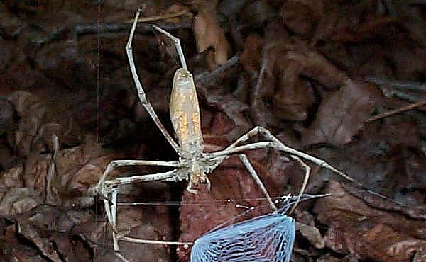 Pavouk, který na své oběti hází síť