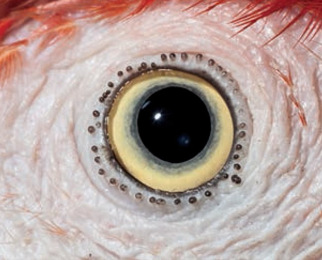 2. Čí jsou to oči? a) kakadu žlutočečelatý b) holub domácí c) ara arakanga