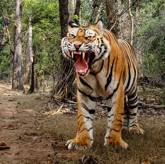 V Národním parku Bandhavgarh v indickém státu Madhjapradéš tygří samec před robotem utekl, ještě předtím však fotoaparát zachytil jeho výraz.