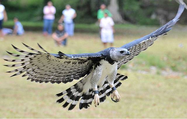 13 April 2008 - Pananma City, Panama - A Harpy eagle, Panamanian national bird, flies during an event to celebrate the seventh national bird's day at a conservation centre in the Summit Park near the 